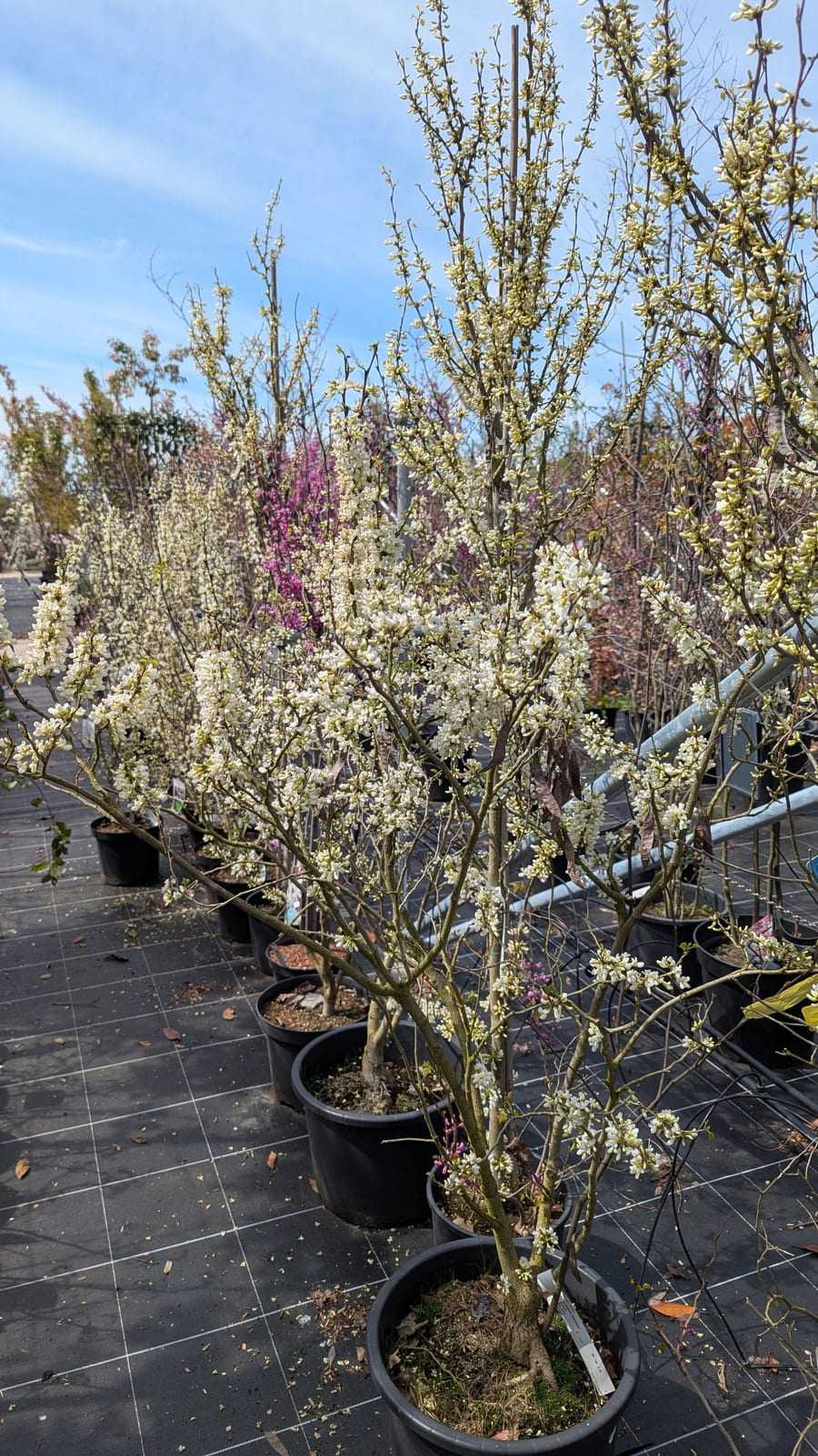 Mehrstämmige Gehölze mit weißer Blüte im Container in einer Freilandreihe