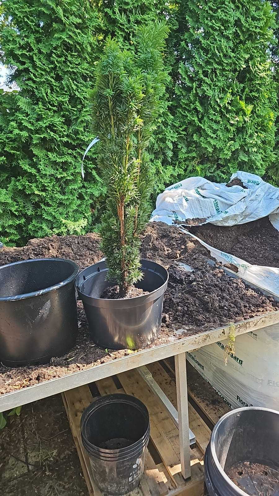 Schmale Koniferen in Pflanztöpfen auf der Verkaufsfläche