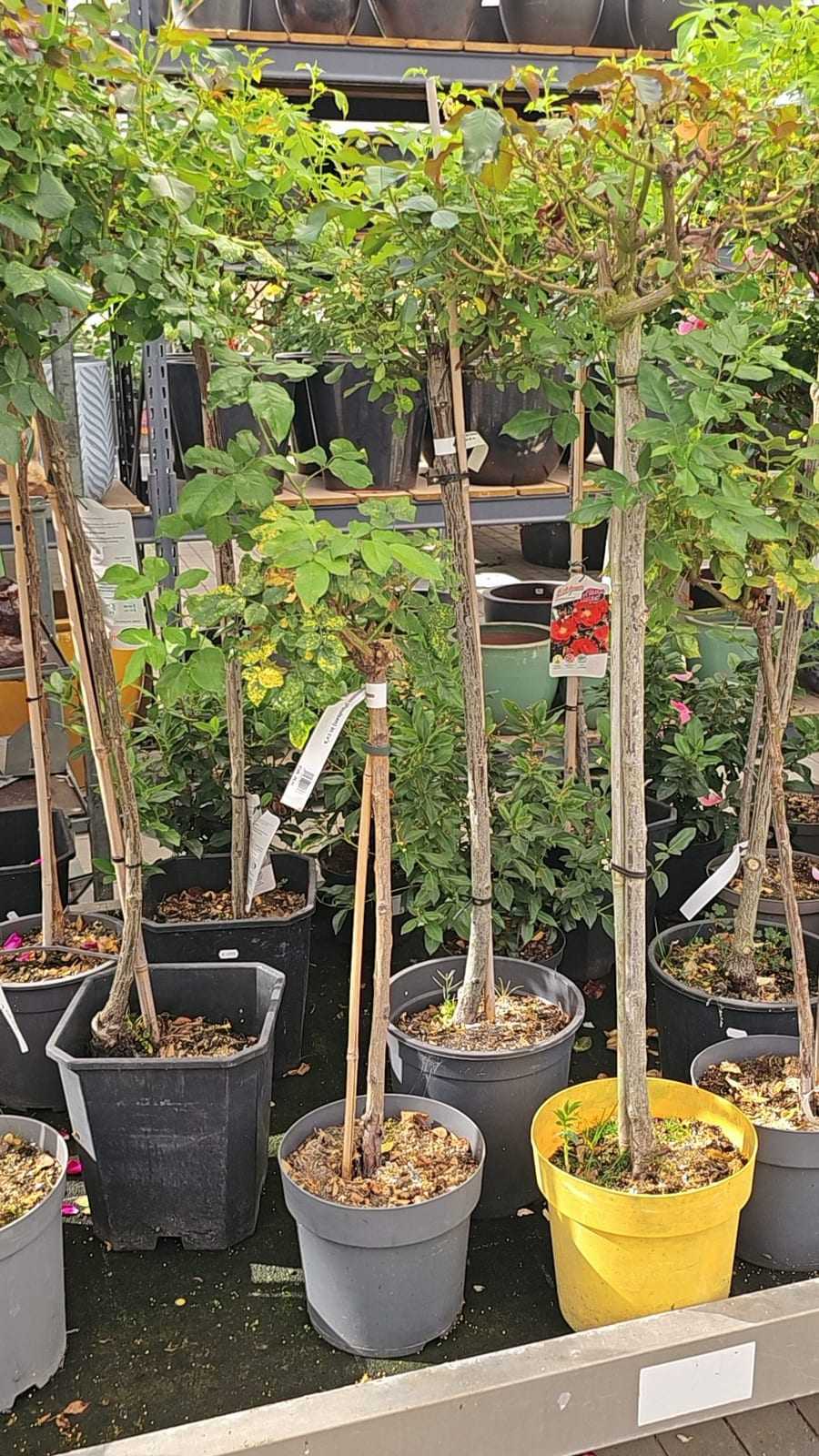 Junge Obstbäume in Töpfen auf der Verkaufsfläche