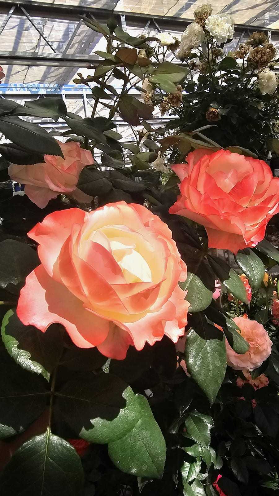 Geöffnete Rosenblüte in warmem Abendlicht, Nahaufnahme