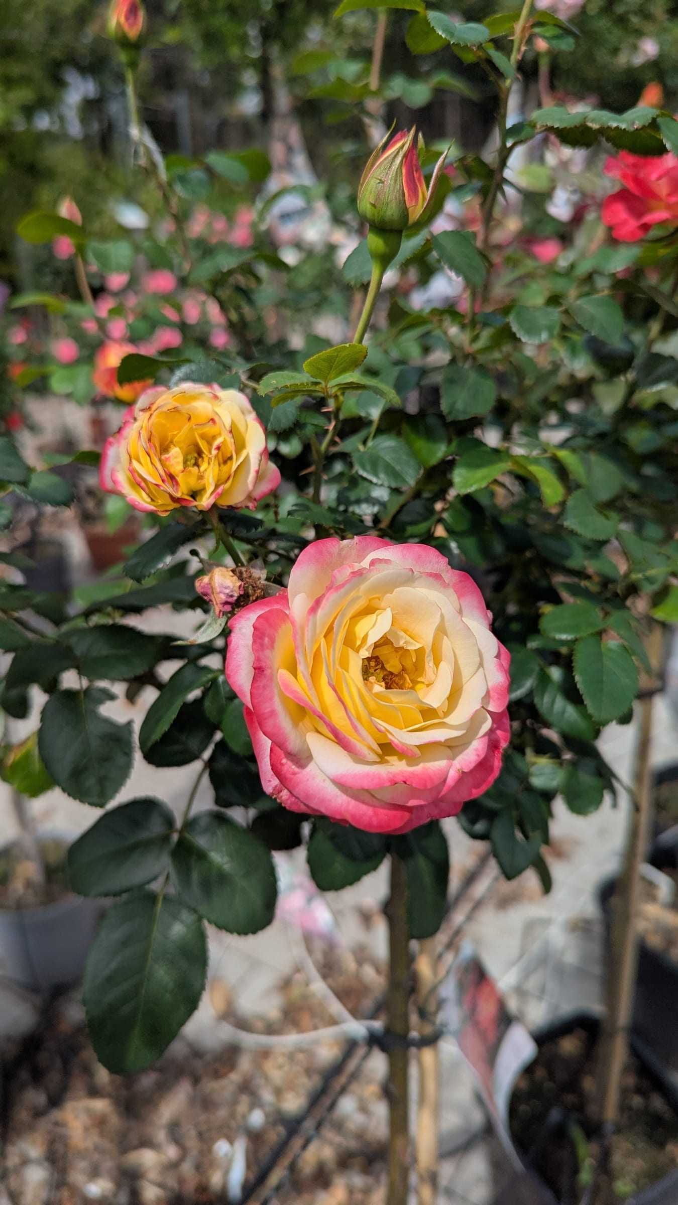 Geöffnete Rosenblüte in Gelb mit rosa Blütenrand, Nahaufnahme