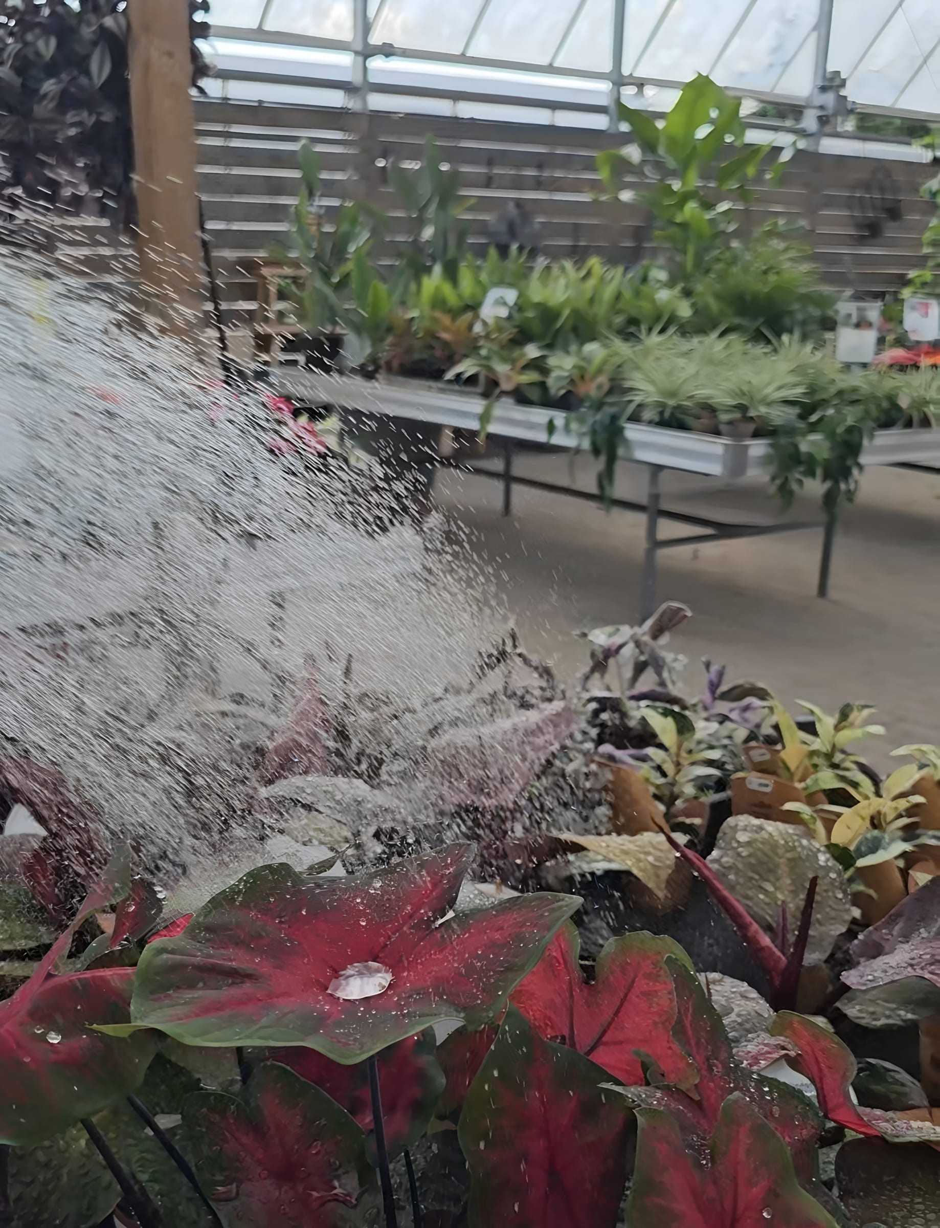 Buntblättriges Caladium wird auf dem Zimmerpflanzentisch gegossen
